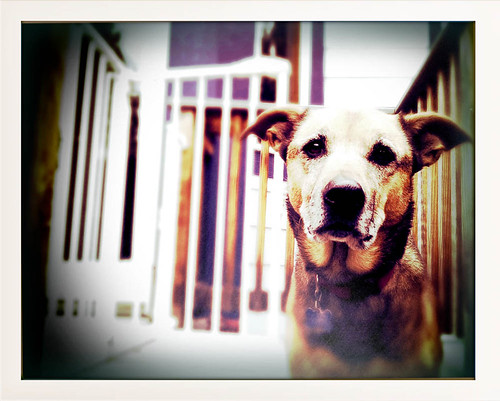 Cali Dog: 35:365 #TeamPhotoBlog by dhgatsby