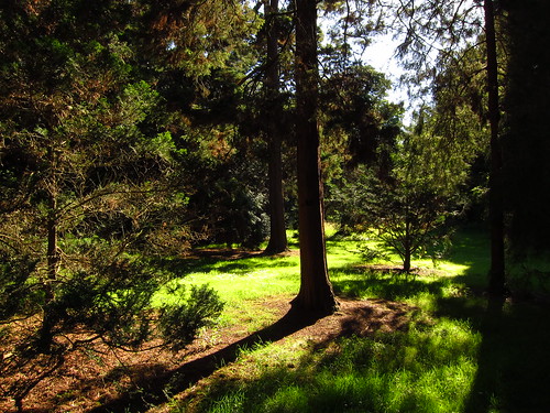 The Redwood Grove, Kew Gardens