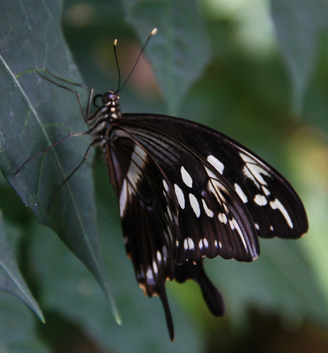 Black and White Butterfly