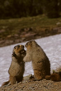 marmots boxing