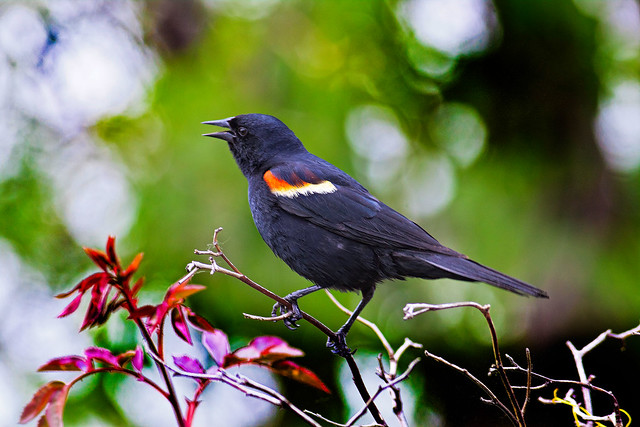 Male Red-winged Blackbird.