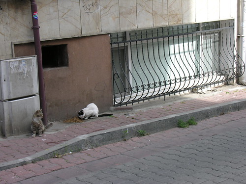 Itt egy aktív macska hierachikus étkezést láthatunk: várakozás, evés, majd alvás
