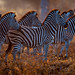Burchell's zebras.