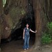 Avery with redwood tree