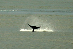 Orca Tail