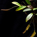 Lepanthopsis floripecten