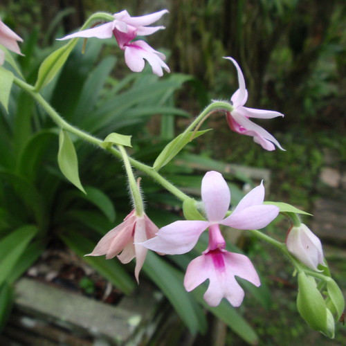 Orchids Sepilok 2
