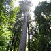 tall redwood