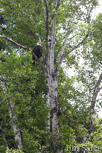 Eagle in Tree By Umbagog