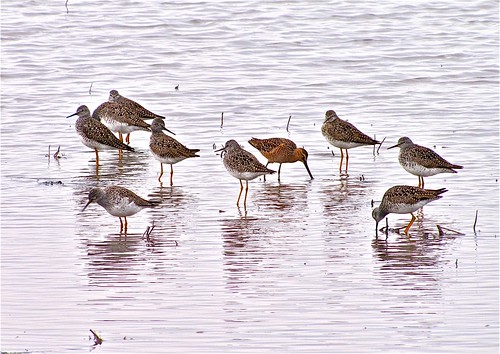 Long-billed Dowitcher with Lesser Yellowlegs 17