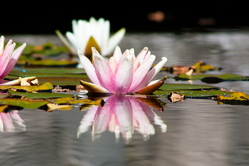 Floating Lotus Position