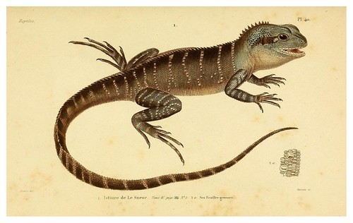 006-Erpétologie générale ou Histoire naturelle complète des reptiles 1834