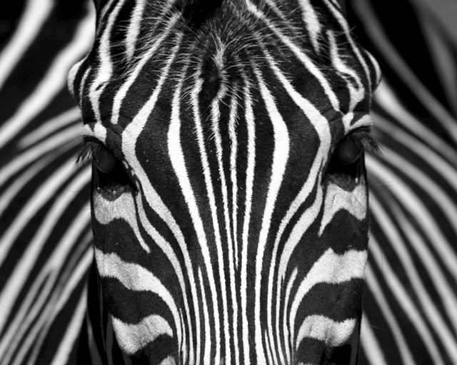 animal_zebra_smpc_08_blog