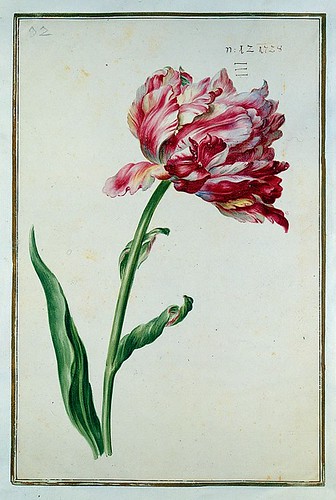 015-tulipan 15-Karlsruher Tulpenbuch - Cod. KS Nische C 13- Badische LandesBibliotheK