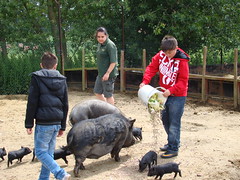 Feeding the pigs