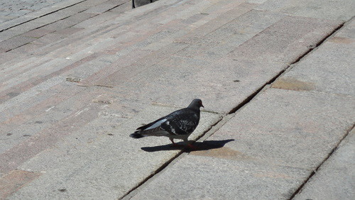 Pigeon, Turku (20110603)