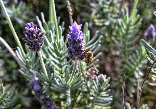 Bee on Lavender by bhojman