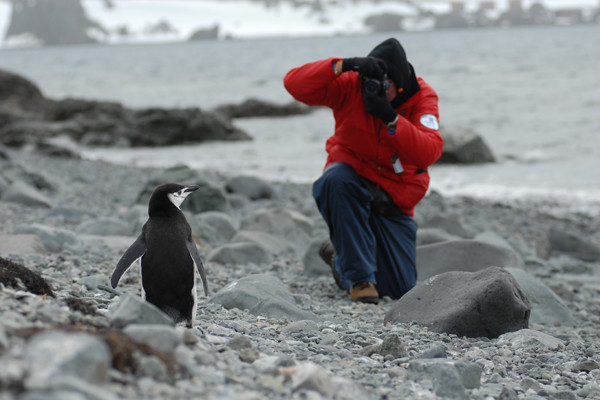 Chinstrap penguin being photographed
