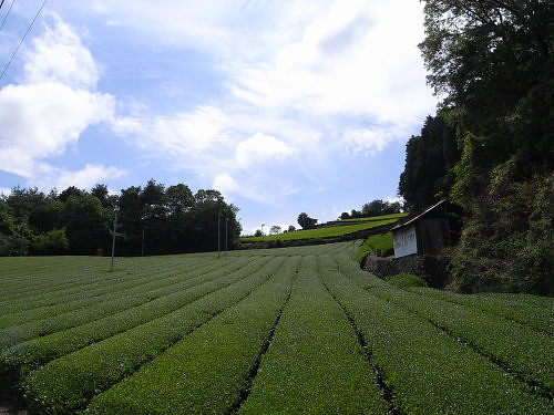 茶畑＠山添村-02