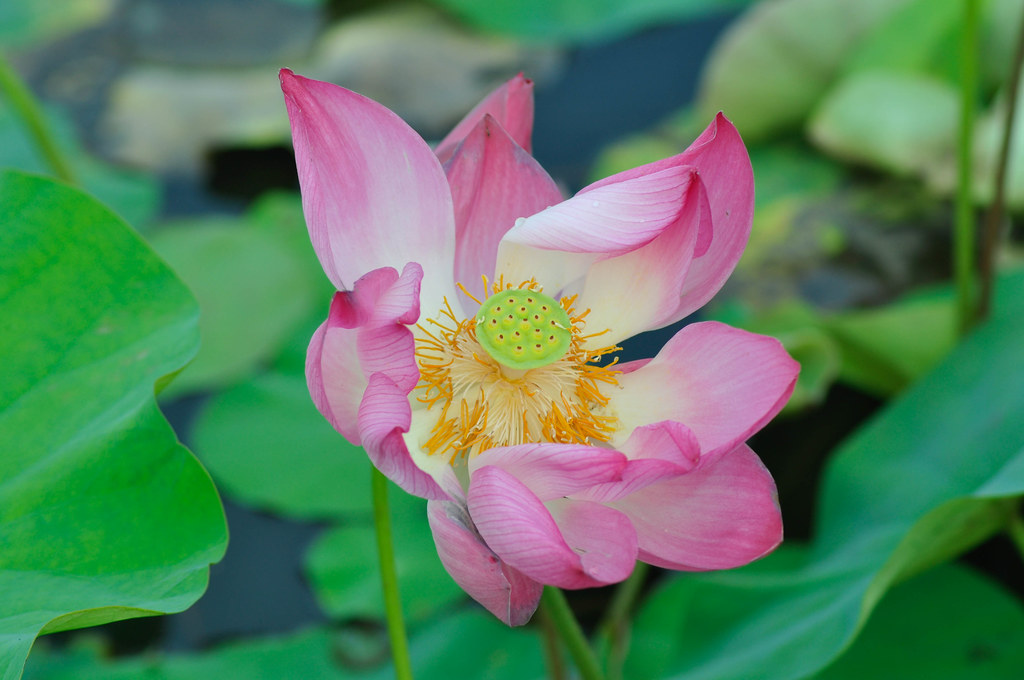 The pride of a Lotus 莲花的兴旺时 ...