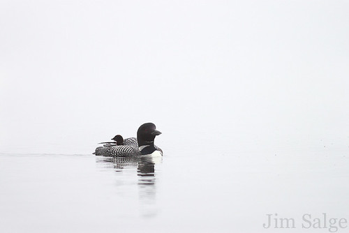 Loon and Chick Moving In