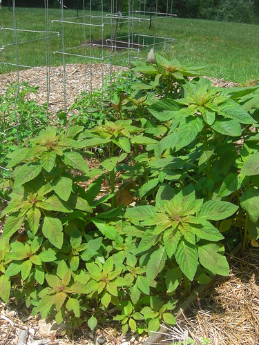 Amaranth growing all over the garden.