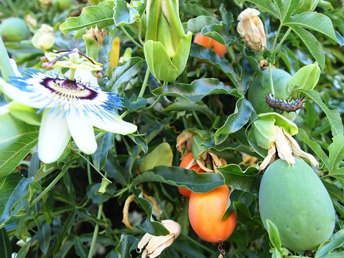 Passiflora flower, fruit and Gulf Fritillary catepillar