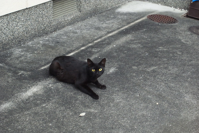 Today's Cat@2011-07-04