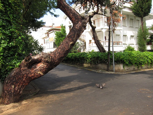 A tree in the middle of a road