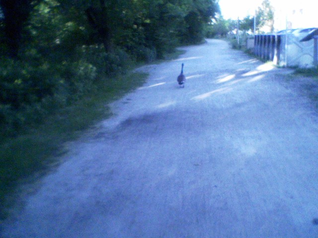 North Shore Trail goose