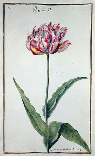 010-tulipan 10-Karlsruher Tulpenbuch - Cod. KS Nische C 13- Badische LandesBibliotheK