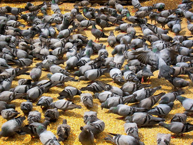 pigeons-afoot