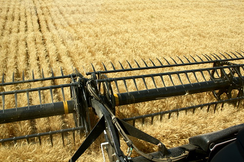 View from combine cab.