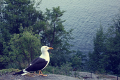 Seagull.