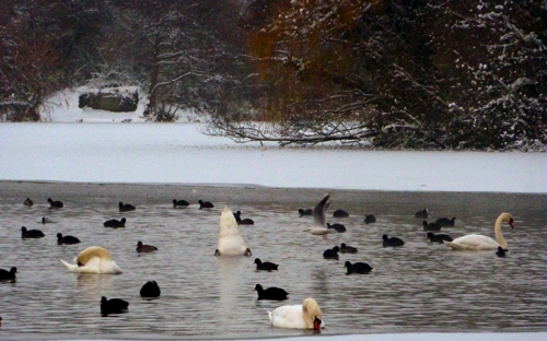 Chilham in the snow ~ swans & moorhens