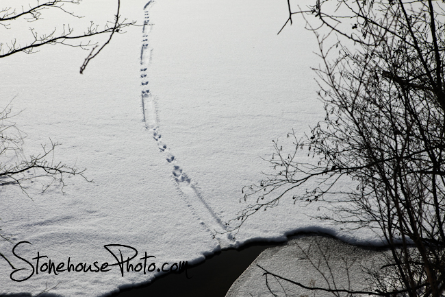 Otter tracks in the snow