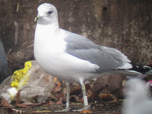 Common Gull - WHITE [EU53] / black
