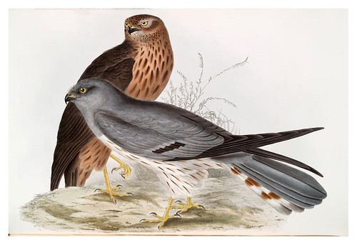 014-Aguilucho de color ceniza- The birds of Europe Tomo I-1837- John Gould