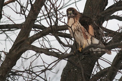 Rock Meadow redtail hawk in tree