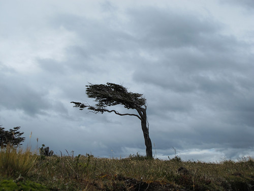 Windswept Tree - Tierra del Fuego, Argentina