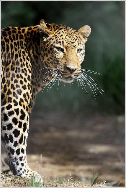 animals zoo nikon feline biosphere bigcat jaguar predator biodiversity zedith