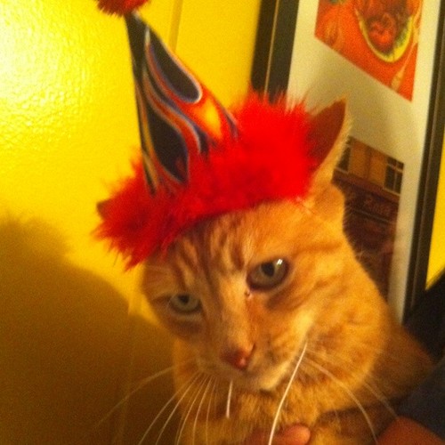 Orange Kitty was not happy