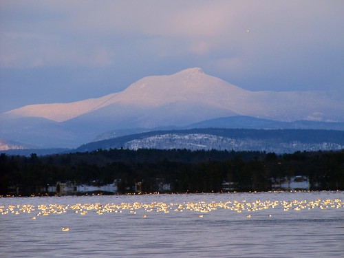 Camel's Hump with gulls 2