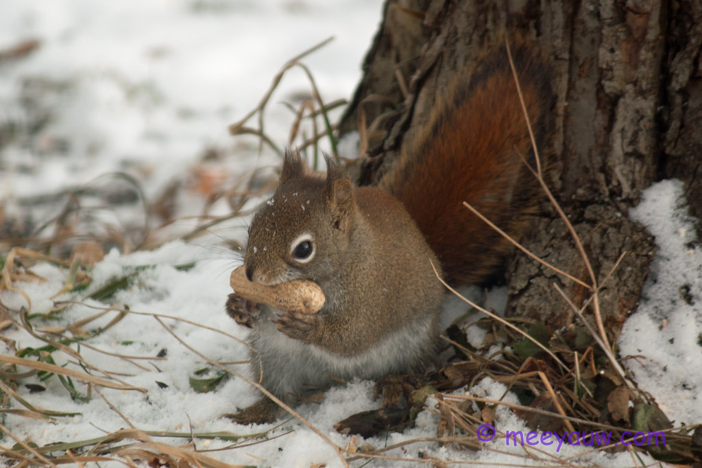 red squirrel   03.jpg
