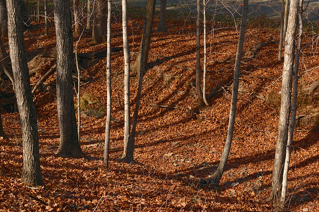 Broemmelsiek Park, in Saint Charles County, Missouri, USA - tree trunks with fallen leaves