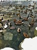 Birds on a frozen pond
