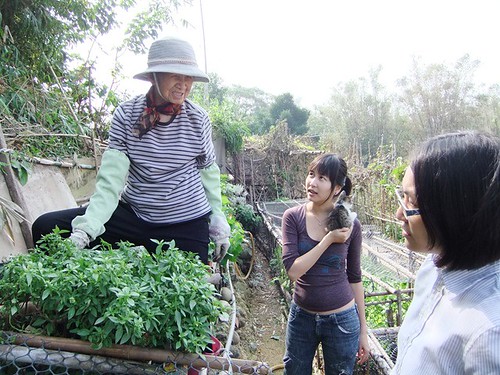 秀琴家的菜園是婆婆的小天地， 84歲的婆婆爬上爬下地要跟我們分享她種下的各種蔬菜（相當可口），拍攝日期11月21日