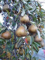 Pears from Tito Boys yard
