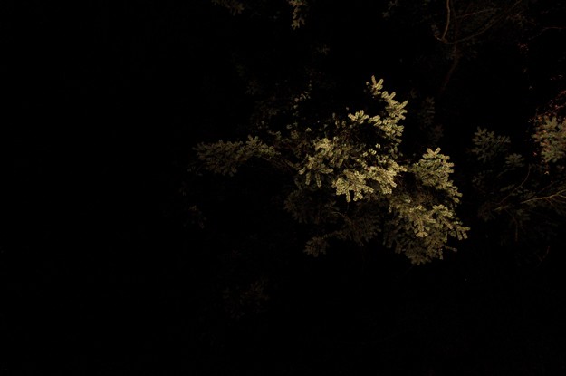 light in tree