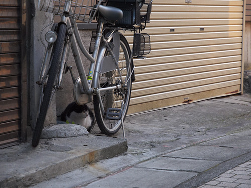 cat and bicycle